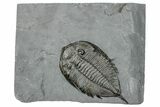 Dalmanites Trilobite Fossil - New York #295585-1